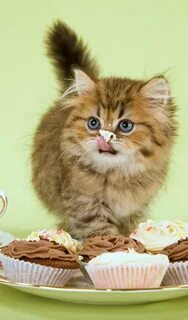 Сладкая кошка