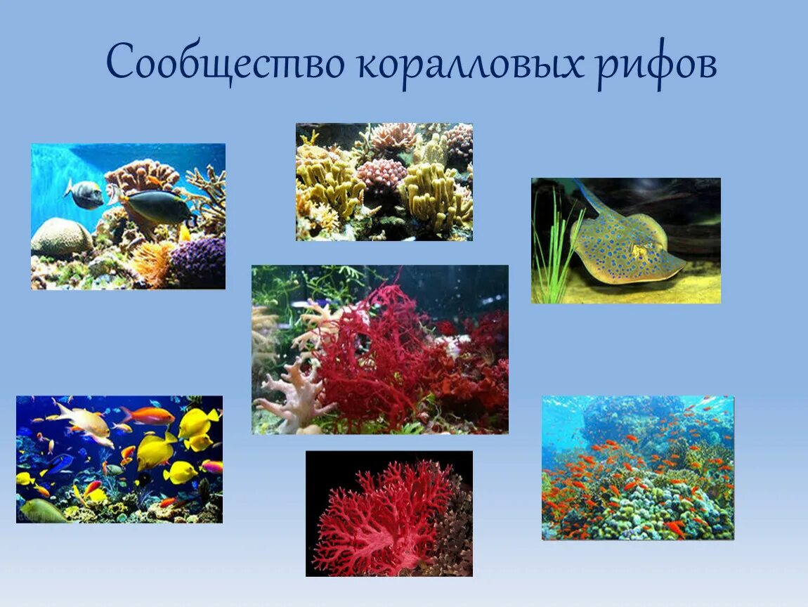 Сообщество кораллового рифа. Представители сообщества кораллового рифа. Сообщество коралловых рифов. Коралловые рифы презентация. Коралловое сообщество обитатели.