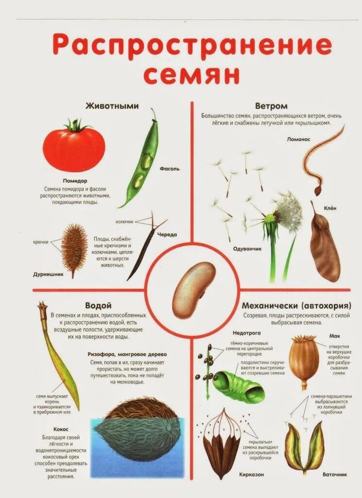 Распространение плодов и семян 6 класс конспект. Способы распространения семян и плодов у растений. распространение плодов и семян 6 класс биология. способы распространения семян растений 6 класс биология. схема распространения семян биология 6 класс.
