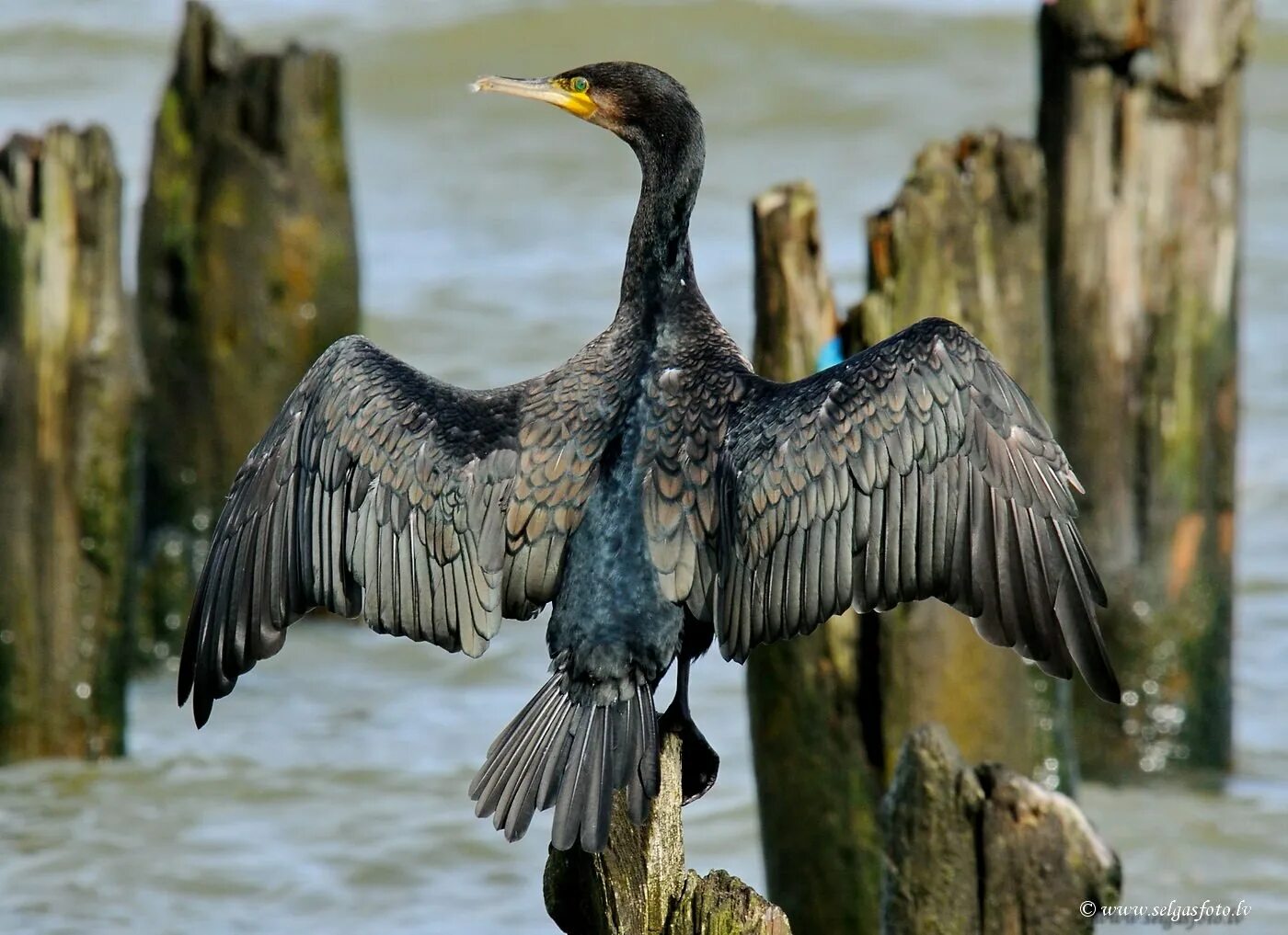 Как выглядит баклан фото Большой баклан (Phalacrocorax carbo). Птицы Дальнего Востока России.