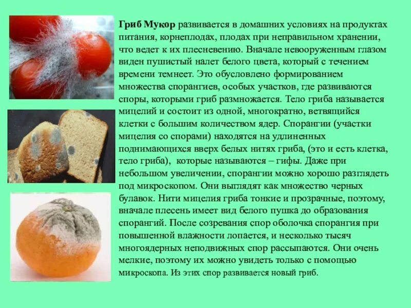 Мукор лечебный гриб. Мукор на продуктах. Плесневые грибы на продуктах питания. Плесневые грибы информация. Плесневые грибы часто появляются на хлебе