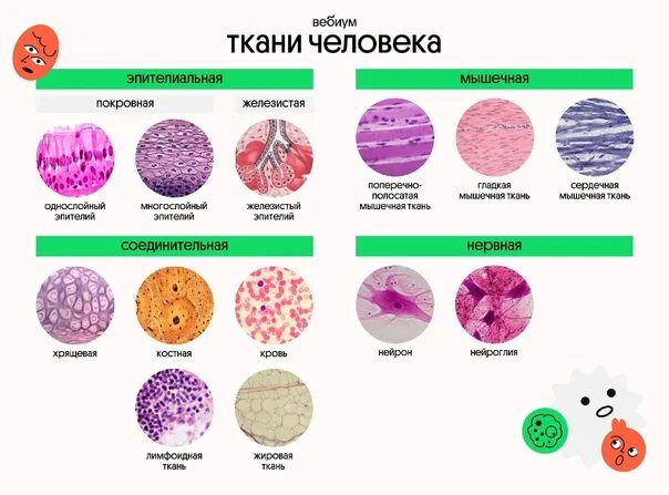 Ткани человека таблица ЕГЭ. Ткани человека. Виды тканей человека. Типы тканей человека таблица. Основное группа ткани человека