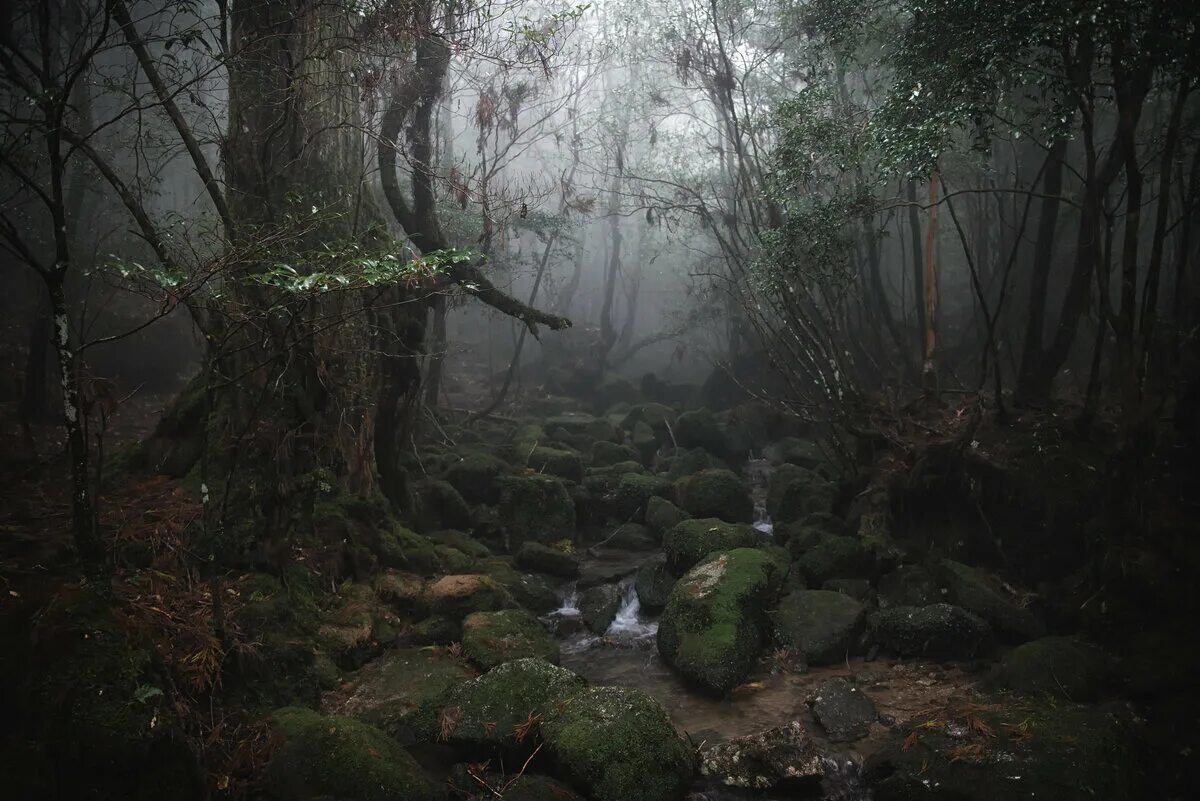 Ancient forest. Дремучий лес. Старый дремучий лес. Дремучий лес сказочный. Заросший лес.