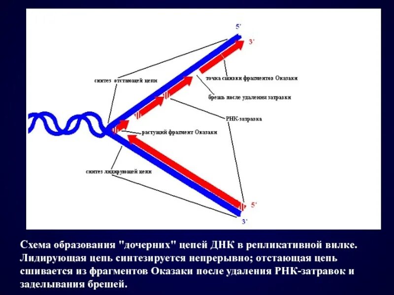 Образование дочерних днк. Синтез отстающей цепи репликационной вилки ДНК. Репликационная вилка ДНК лидирующая цепь. Схема репликации ДНК лидирующая отстающая цепь. Репликационная вилка лидирующая цепь.