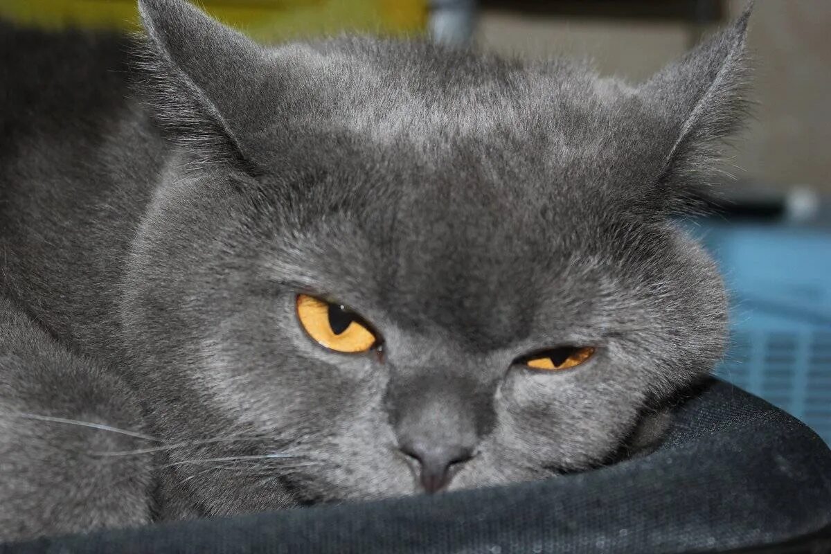 Толстый британец. Недовольный британец. Шотландская вислоухая кошка серая. Злой кот британец. Злые британские коты.