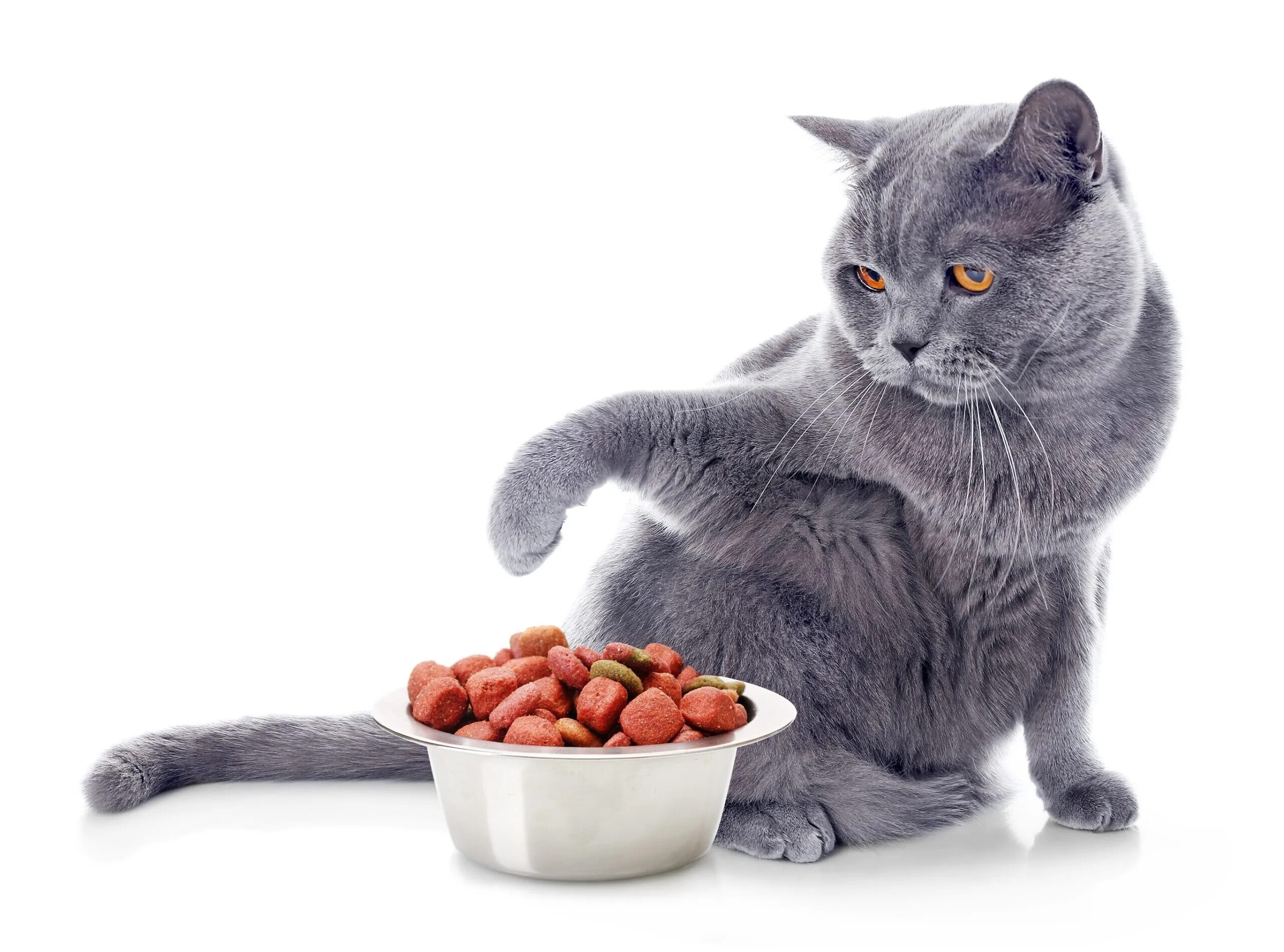 Корм британца кота. Котенок ест. Корм для котят роял канин. Британец кушает. Корм британца кота.