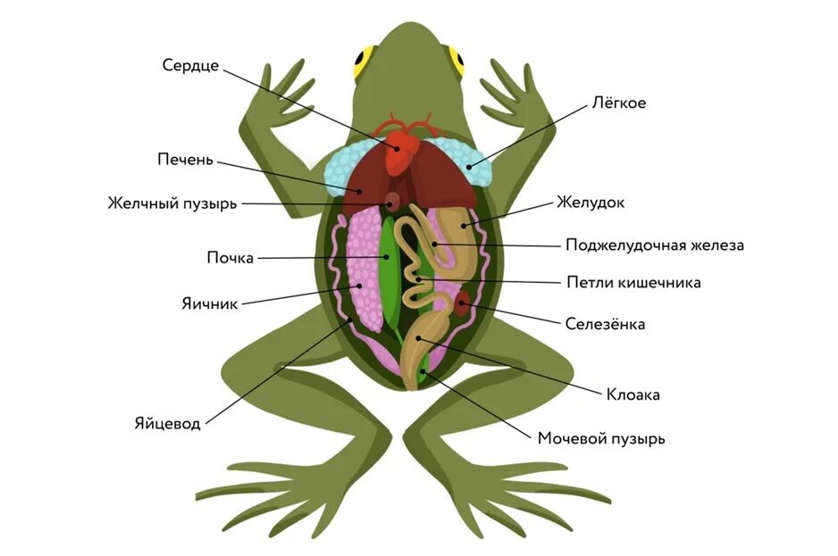 Схема класса земноводные. Внутреннее строение лягушки схема. Выделительная система лягушки. Выделительная система лягушки 7 класс. Внутреннее строение земноводных 7.