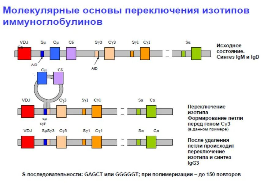 Гены иммуноглобулинов. Механизм переключения синтеза антител с класса на класс. Переключение синтеза IGM на IGG обеспечивают. Переключение синтеза иммуноглобулинов. Изотип иммуноглобулинов.