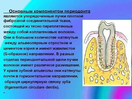 Периодонт особенности строения