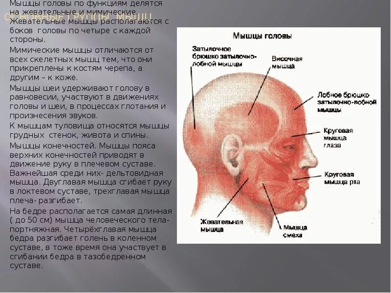 Мышцы головы. Мышцы головы и туловища. Основные группы мышц головы. Head of function