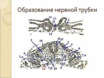 Нервный дефект