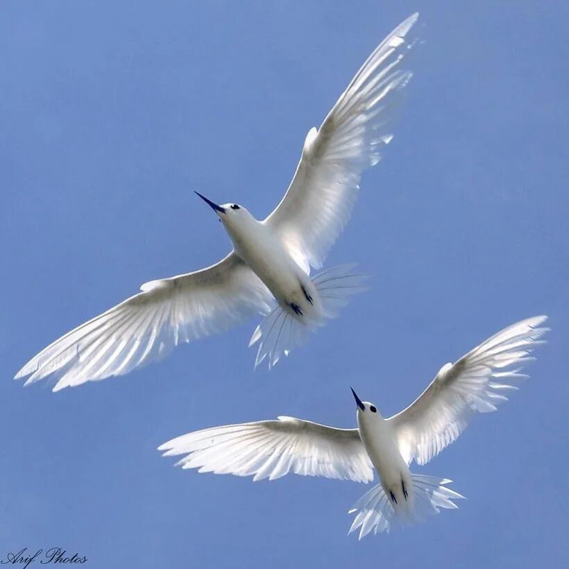 Стая голубей. Белый голубь. Небо свобода. Киркоров летите летите белые птицы. Белый голубь.