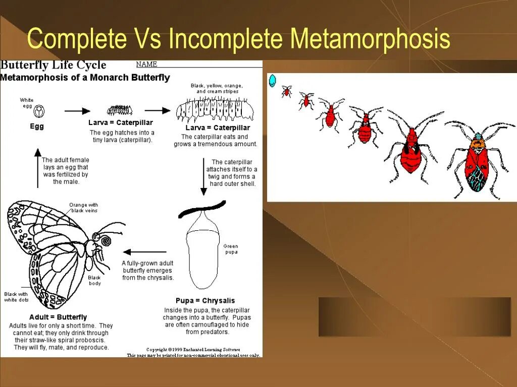 Метаморфоз с 3. Метаморфоз. метаморфозис процесс. metamorphosis long.