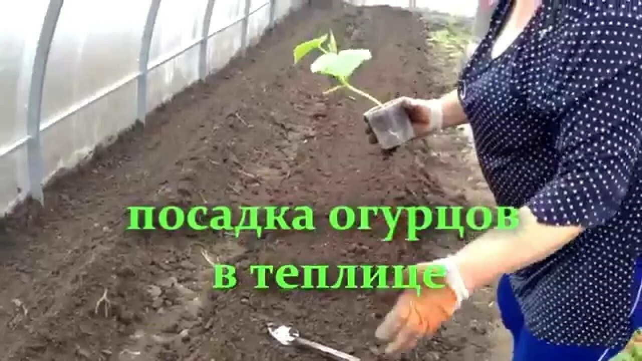 Огурец в теплице из поликарбоната посадка. Посадки в теплице. посадка огурцов в теплицу. высадка огурцов в теплицу. огурцы в теплице посадка.