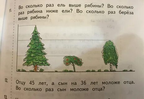Высота березы 15м а рябины