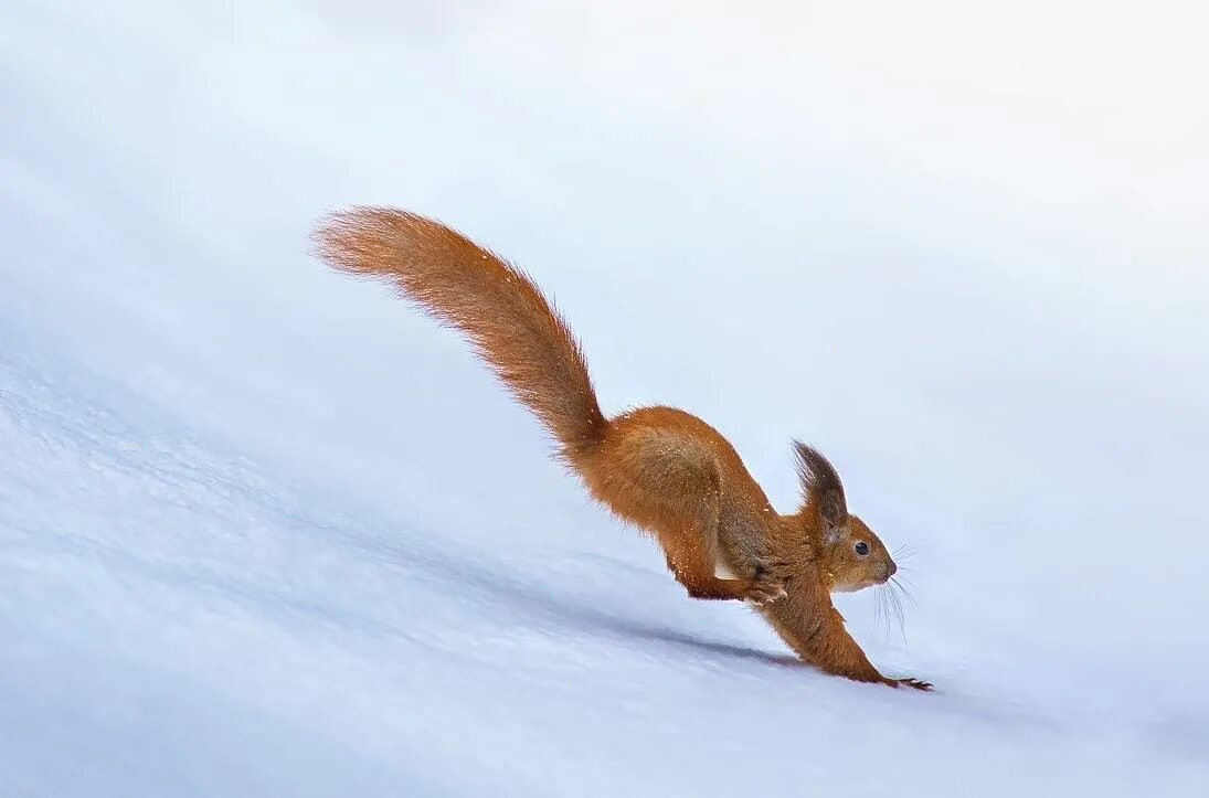 Бельчата бегут. Белка обыкновенная – sciurus vulgaris. Белка бегает. Белка бежит. Беличьи бега.