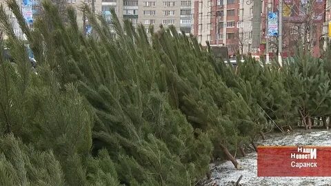 Елочный базар симферополь