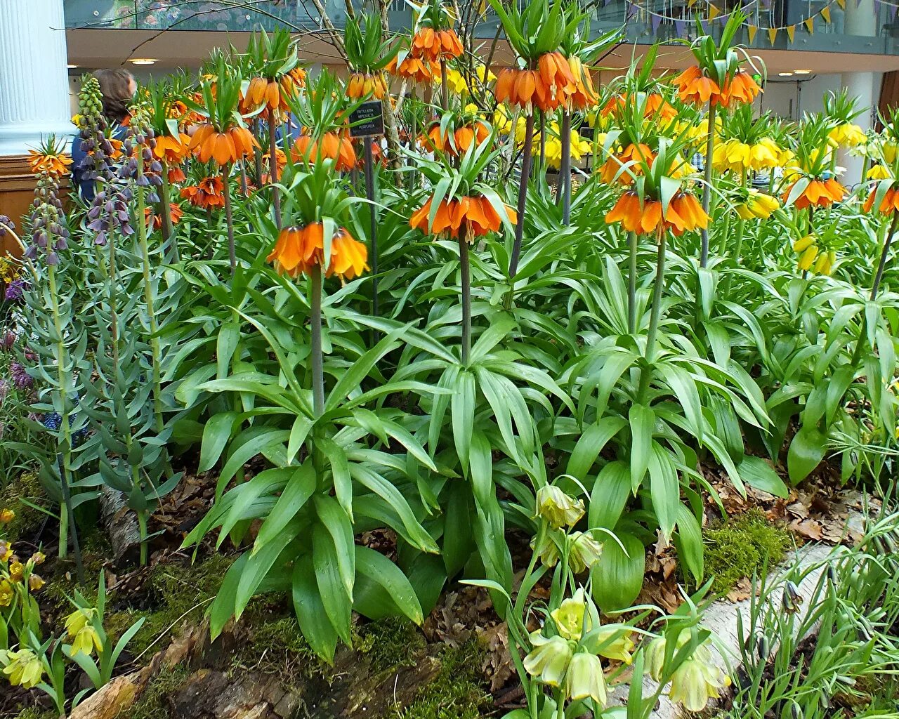 Рябчик раддеана. Королевский рябчик цветок. Рябчики цветы посадка. Рябчики цветы посадка. Рябчики цветы посадка.