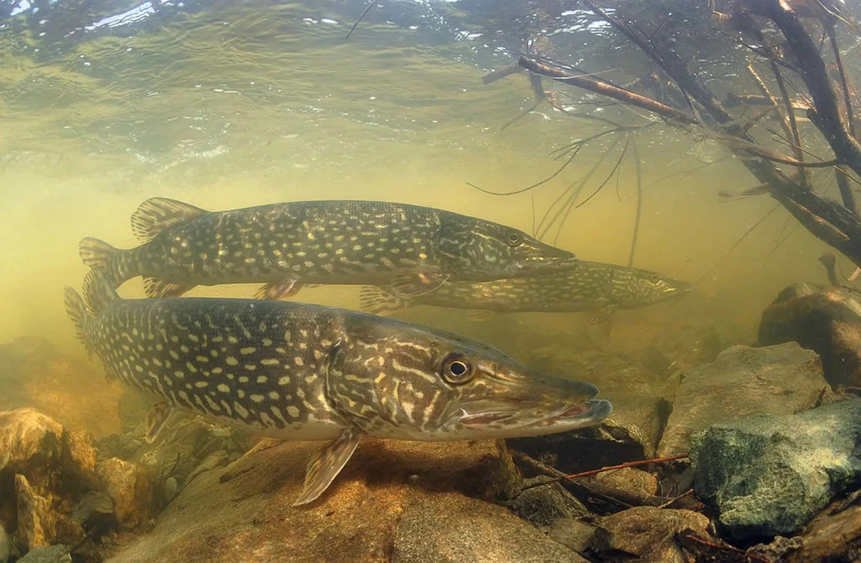 Щука esox lucius. Вид обыкновенная щука - esox lucius. Щуки живут в море. Речные рыбы щука. Щуки живут в море.