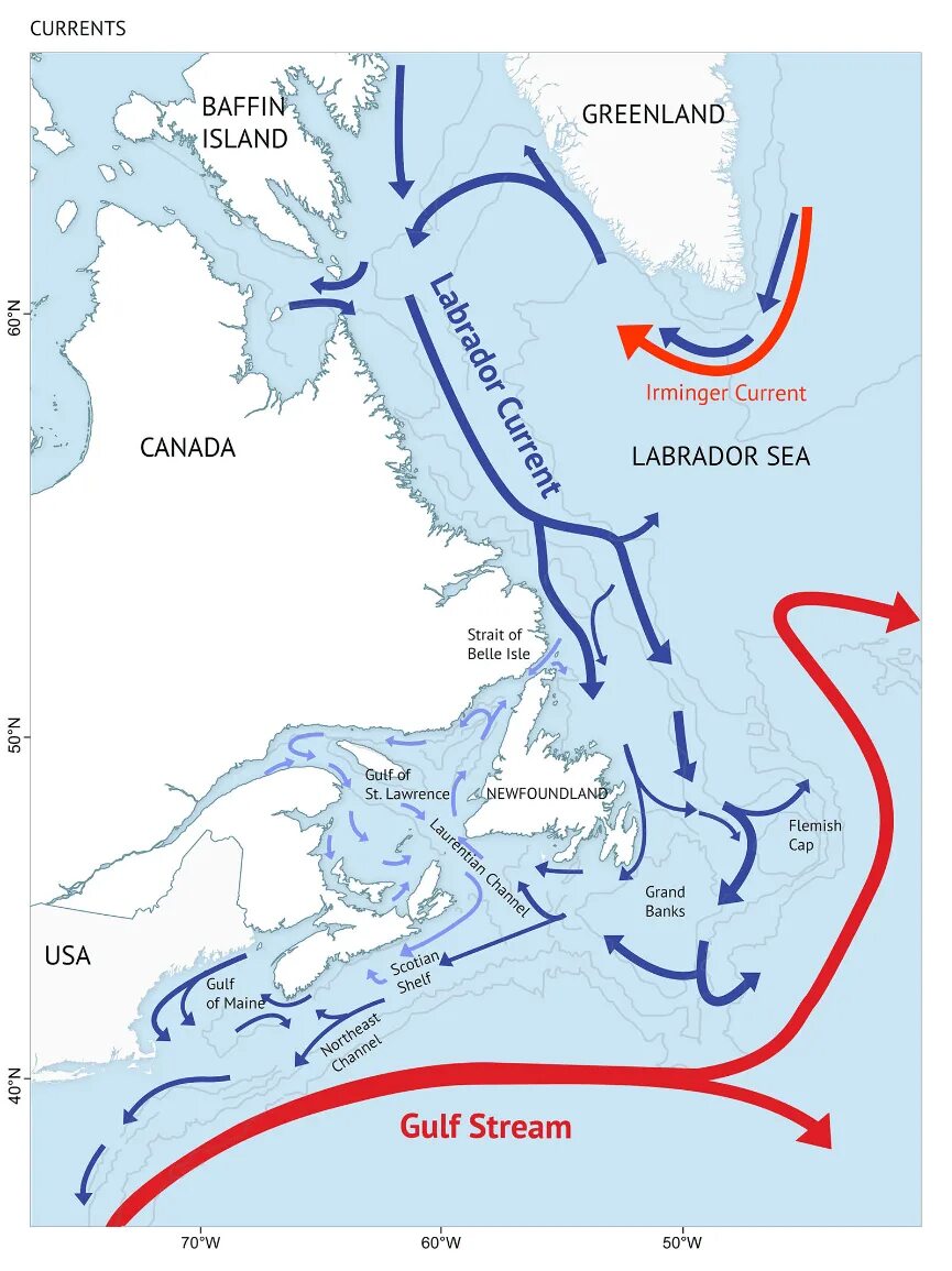 Теплые течения лабрадорское. Течения лабрадор и Гольфстрим. Лабрадорское течение течения Атлантического океана. Тёплое течение Гольфстрим Балтийское море. Лабрадорское течение на карте.