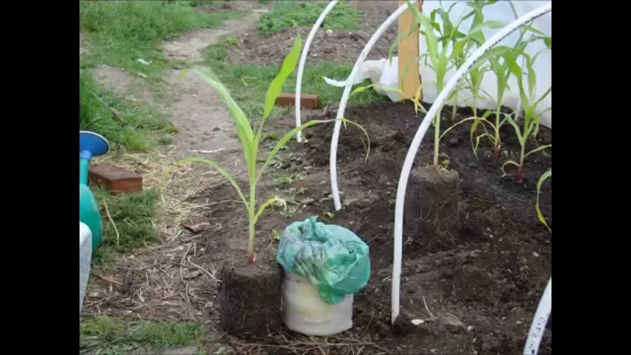 Когда можно сеять кукурузу в открытый грунт. Рассада кукурузы. садим кукурузу. всходы кукурузы. посадка кукурузы на рассаду.