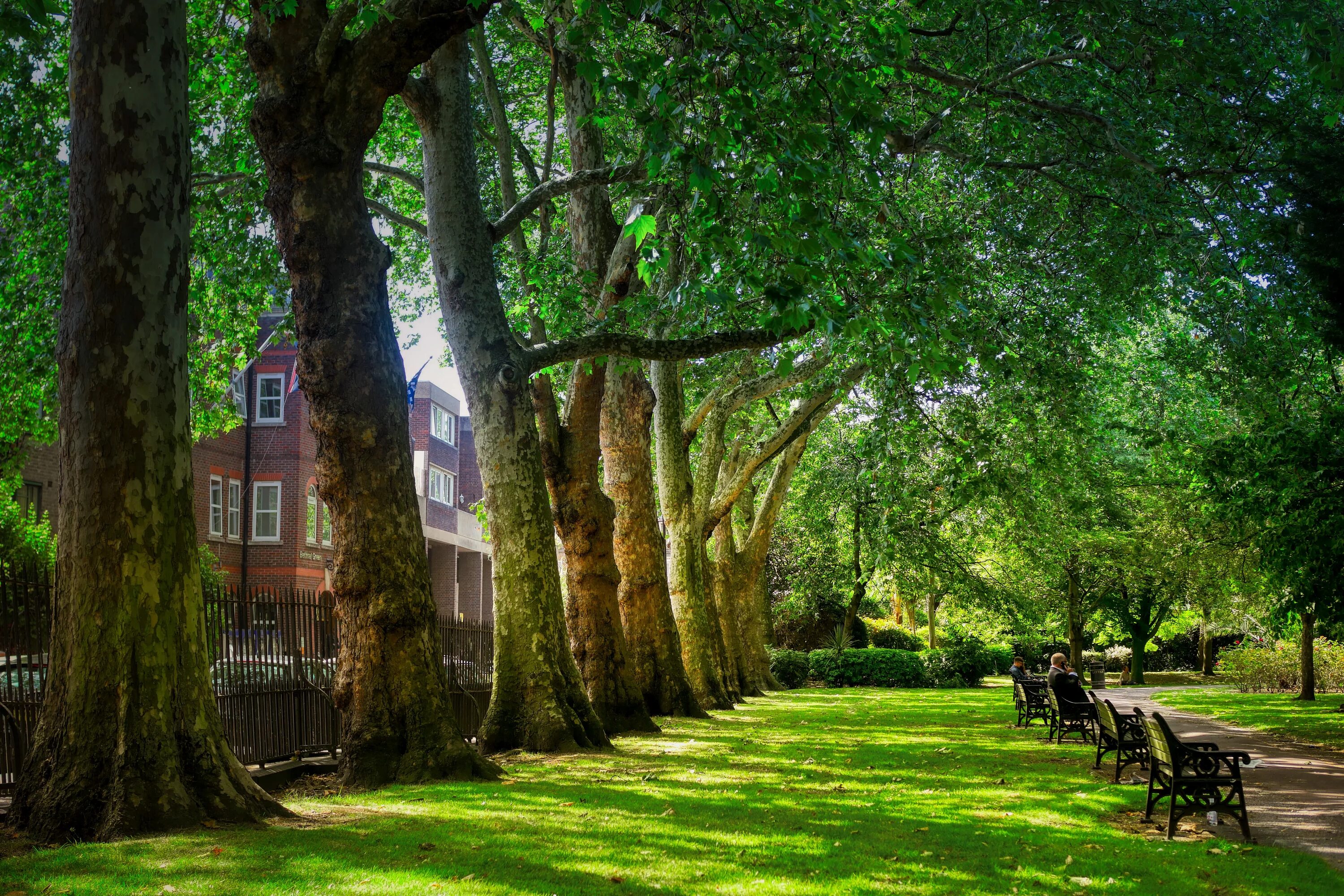 Жизнь деревьев в городе. Хенлийского лесного парка в Англии. Грин парк Англия. Парк в Кларемонте Англия. Аллея парка Англия.