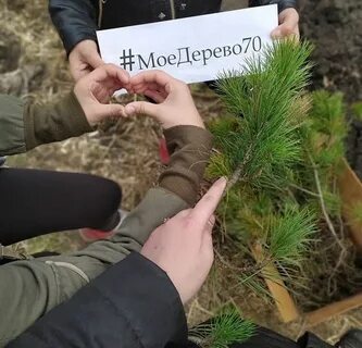 Лесничество псков выписать елку