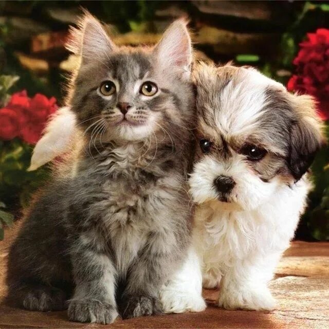 Котик та собачка. Котик та собачка