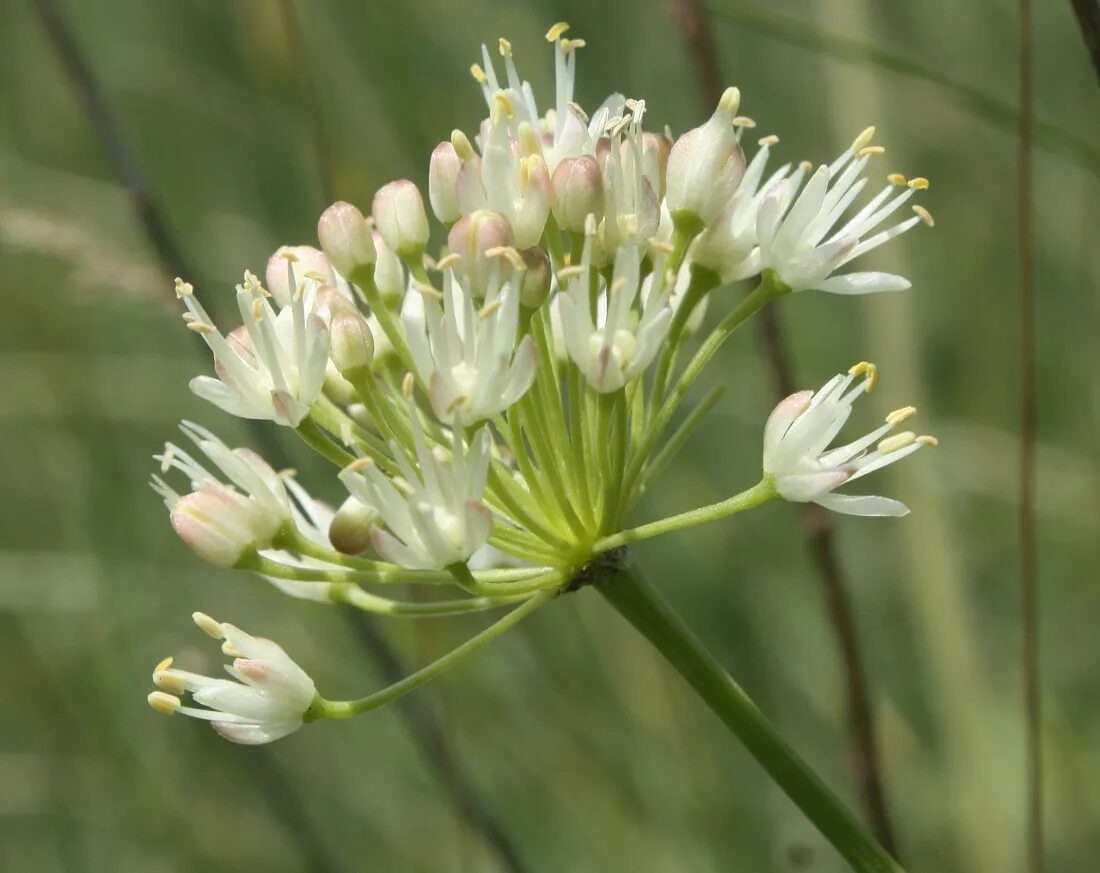 Allium flavescens - Image of an specimen - Plantarium