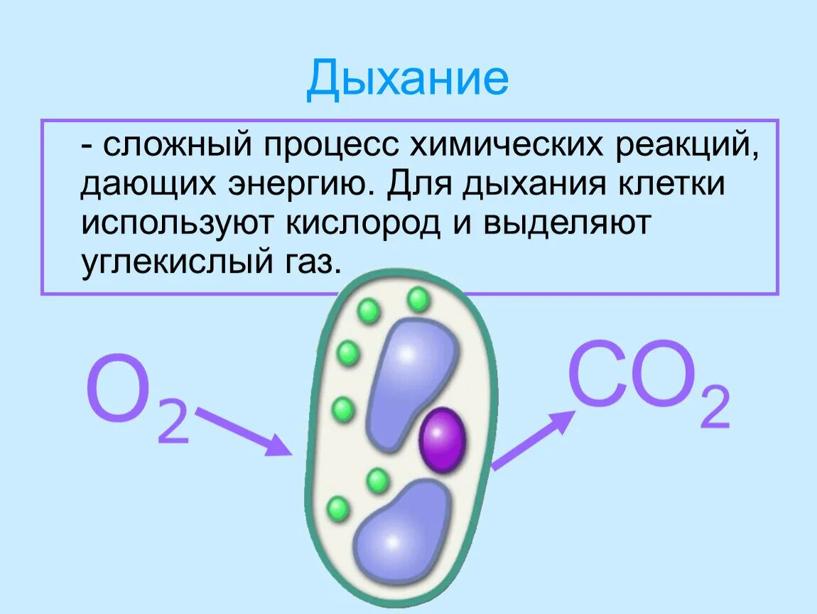 Живые клетки дышат. Как питается клетка. Жизнедеятельность клетки дыхание 5 класс. Питание растительной клетки 5 класс. Процесс клеточного дыхания.