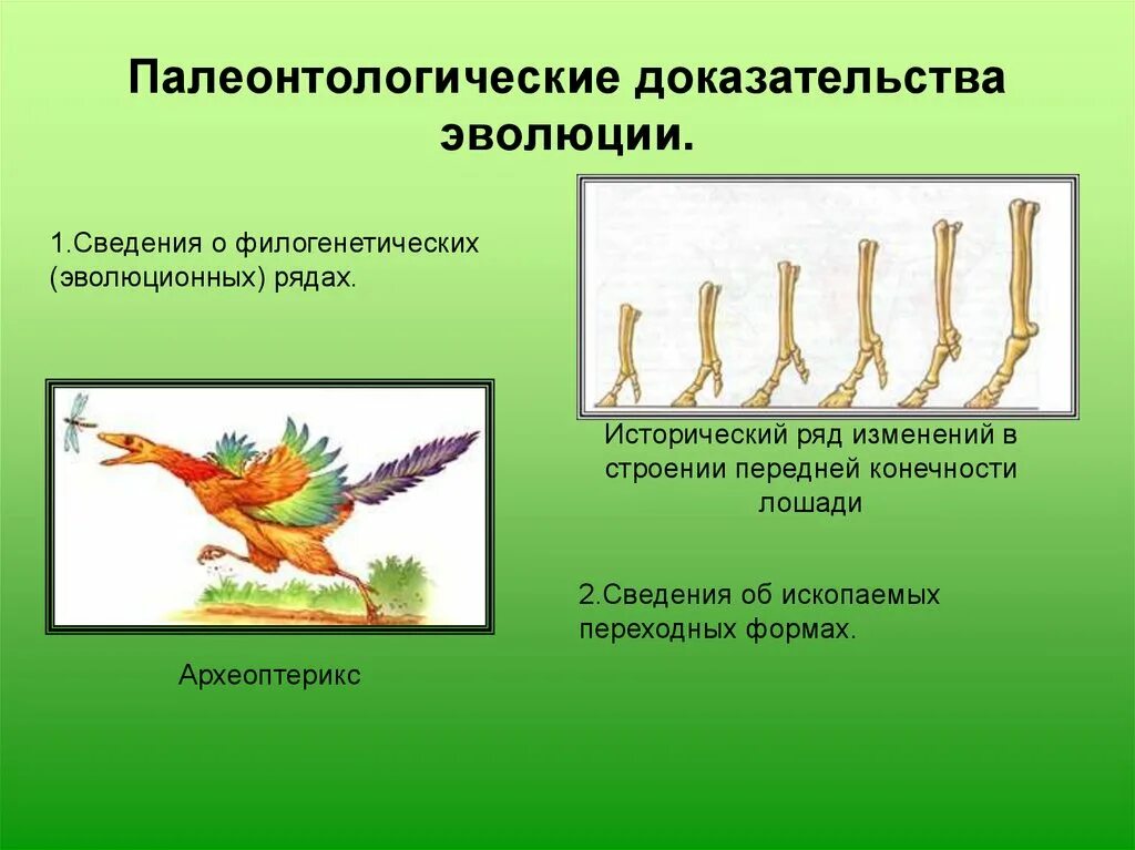 Палеонтологические свидетельства эволюции таблица. Филогенетические доказательства эволюции. Палеонтологические доказательства эволюции Археоптерикс. Палеонтологические док ва эволюции.