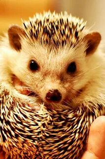 Еж hedgehog