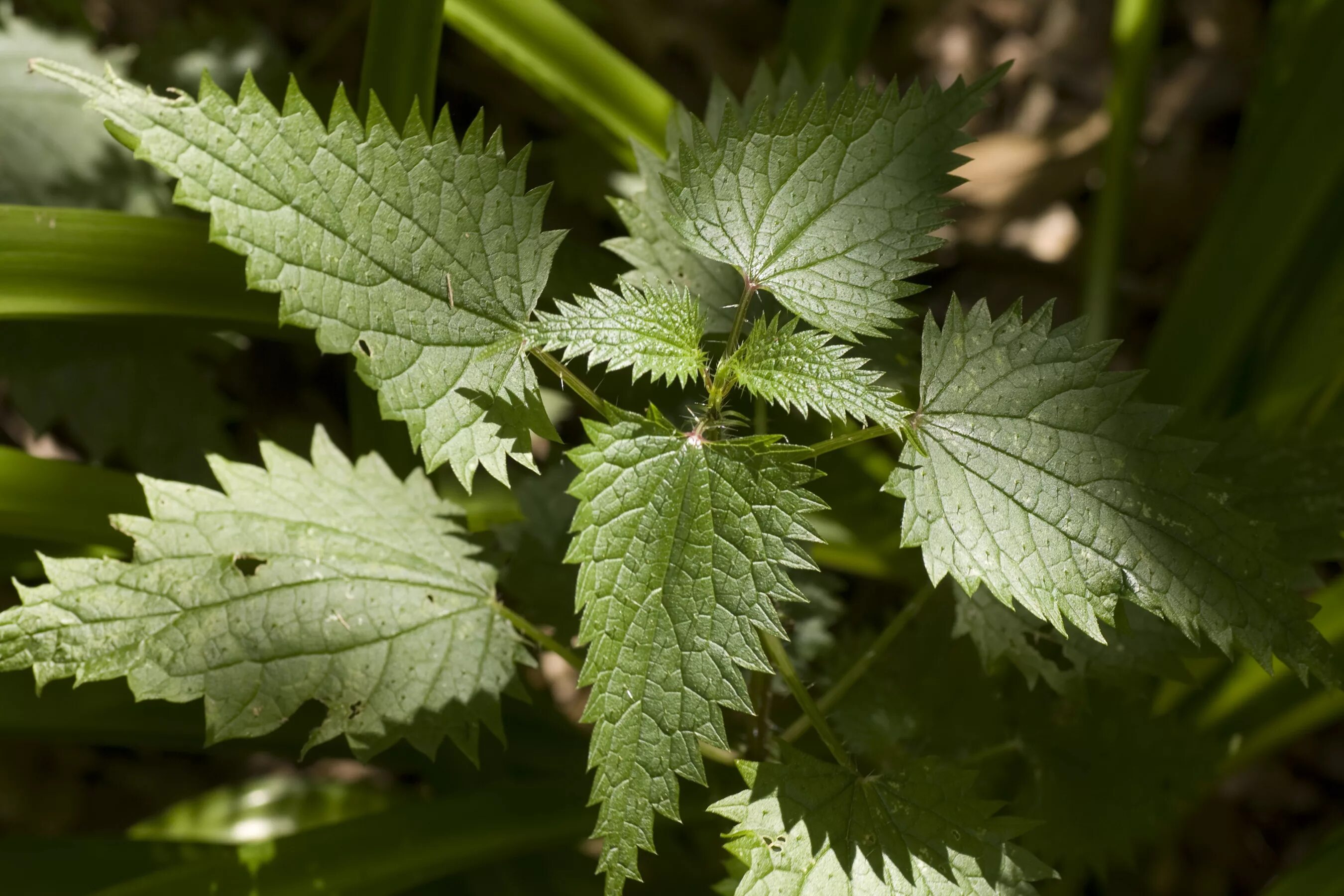 Крапива двудомная (Urtíca dióica). Крапива (Urtica dioica). Крапива двудомная (Urtica dioica). Крапива двудомная (Urtica dioica l.).