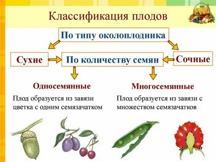 Плоды какая ткань