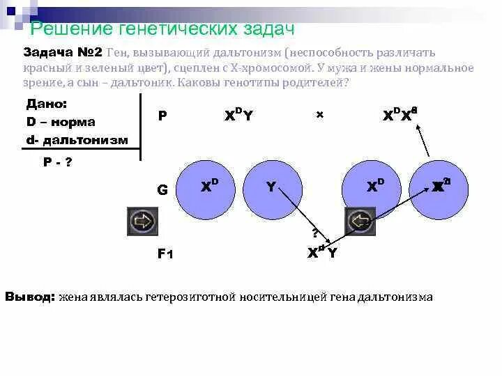 Ген вызывающий развитие дальтонизма. Решение генетических задач. Ген дальтонизма задачи. Задачи на генетику с х хромосомами решение. Задачи сцепленные с полом с решением.