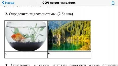 Цепь питания с рисунком продуценты. Экосистема вариант 1. Трофические связи в экосистеме. Тест экосистемы 9 класс с ответами. Пищевые цепи экосистемы.