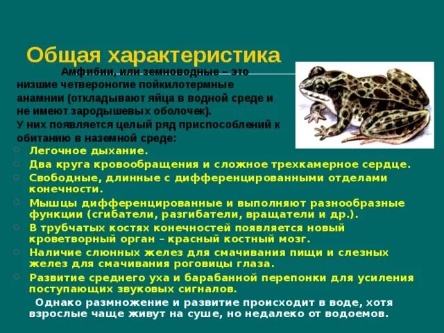 Почему для развития земноводных необходима водная среда. Класс земноводных или амфибий. Почему для развития земноводных необходима водная среда. Группа животных земноводные. Схема развития земноводных 3 класс биология.
