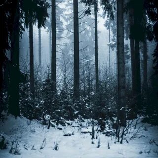 Ночной зимний хвойный лес