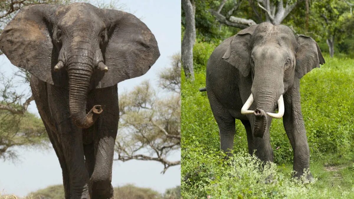 Африканский слон и индийский слон. Индийский слон и Африканский слон отличия. Африканский слов и индийский слое. Индийский слон и Африканский азиатской. Чем отличается индийский слон от африканского 1