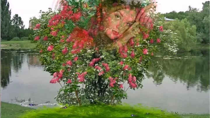 Буланова белая черемуха весны. Сад моне в живерни. Цветет над речкой яблоня. Весенний сад. Цветёт над тихой речкой яблоня.