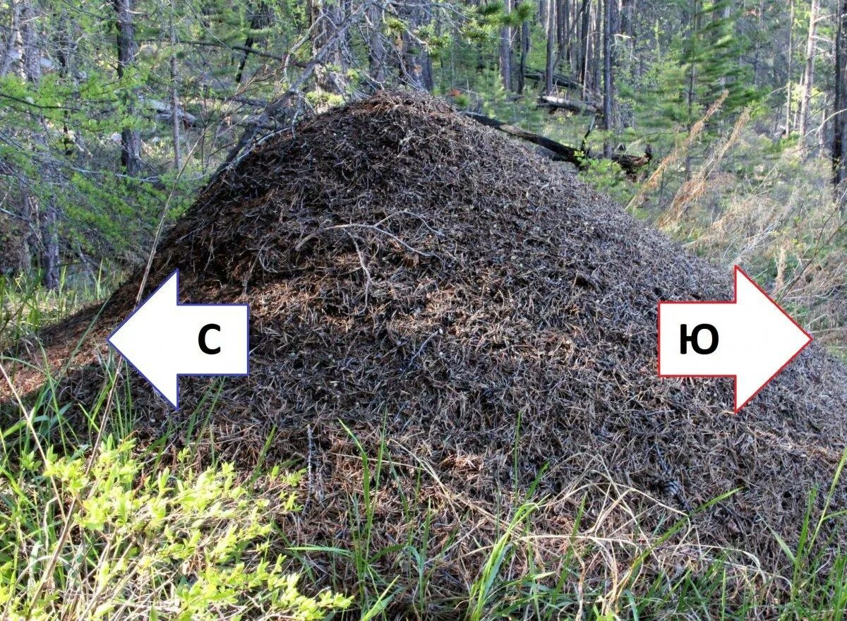 Как в лесу определить где