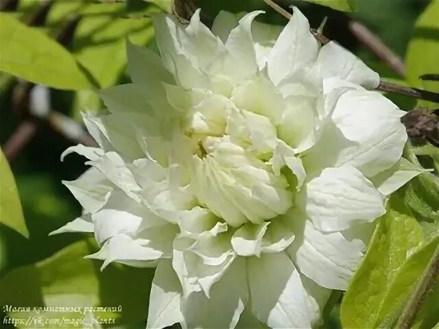 Clematis Duchess of Edinburgh Clematis flower, Types of fern plants, Clematis