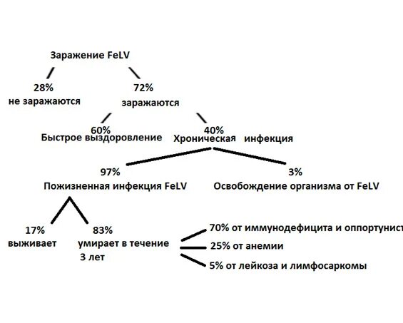 Лейкемия как передается. Дифференциальная диагностика вирусного лейкоза кошек это. пути передачи вируса лейкемии кошек. схема диагностики вирусной лейкемии кошек. вирусная лейкемия кошек (felv).