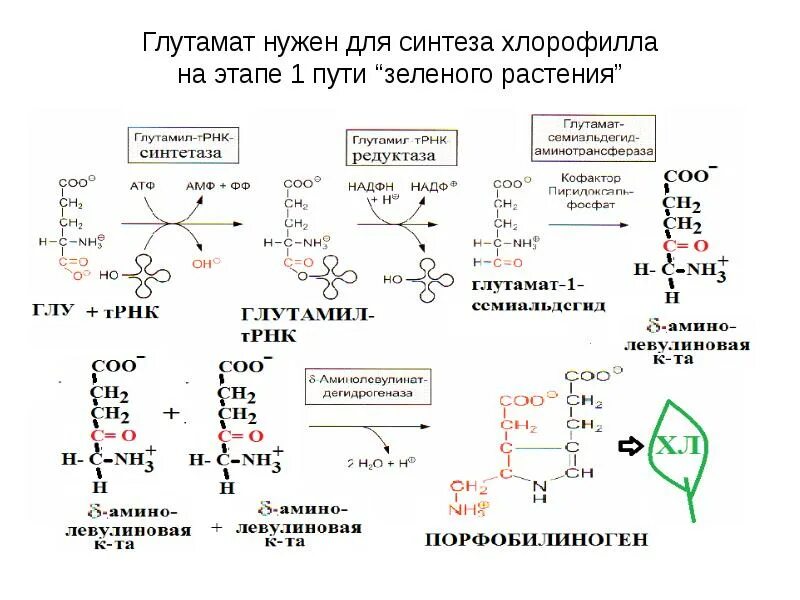 Свободные аминокислоты. Синтез глутамата. биосинтез глутамата. белковые и небелковые аминокислоты. этапы активации аминокислот.