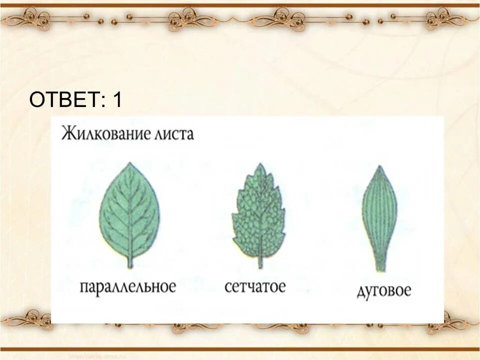 1 листья жилкование. Сетчатое жилкование листьев. жилкование листа инжира. тип жилкования розоцветных. типы жилкования листа.