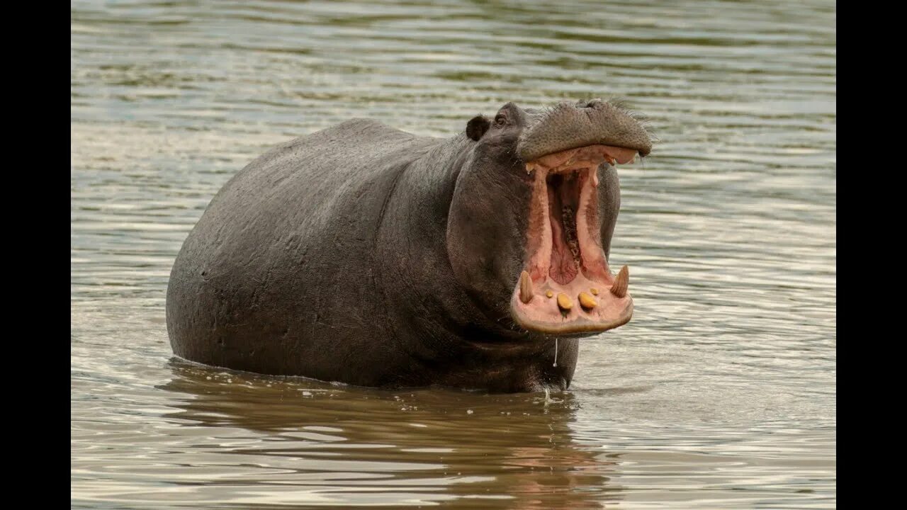 Is hippo milk really pink? Baby hippo, Hippopotamus, Hippo
