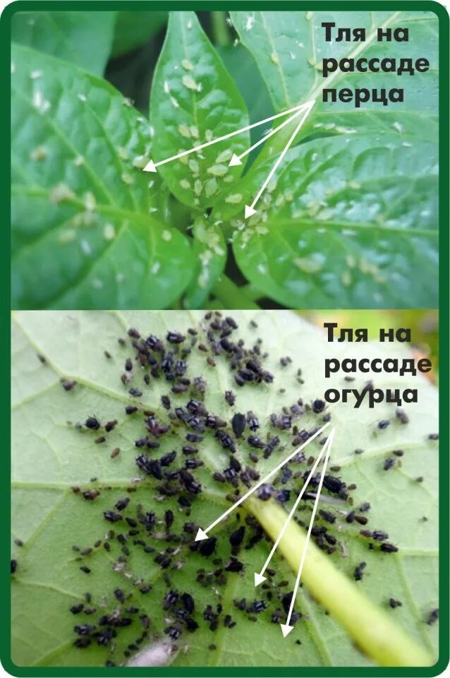 Как выглядит тля на перцах