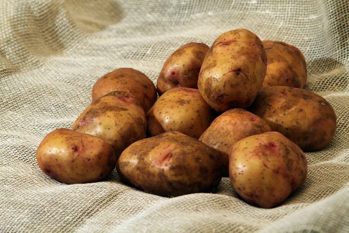 Картофель Свитанок: урожайность, вкус, описание сорта