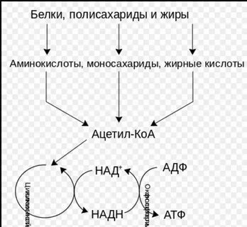 Молекулы липидов состоят из аминокислот моносахаридов