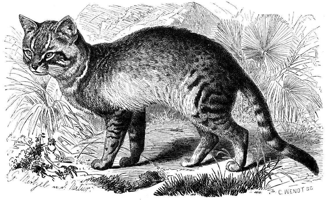 Откуда появились кошки на земле. Происхождение кошек на земле. Первые коты на земле. Проаилурус кошка. Где появились первые коты.